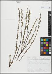 Foto von Salix repens L.